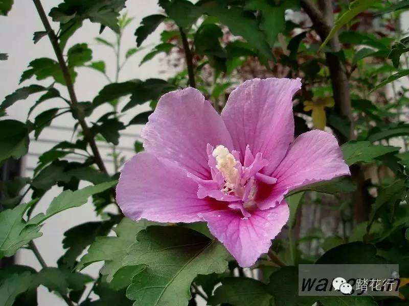 锦葵科木槿属(hibiscus syriacus l,别名白槿花,榈树花,大碗花,篱障