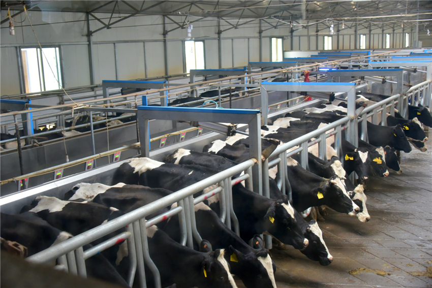 奶牛养殖赢利分析