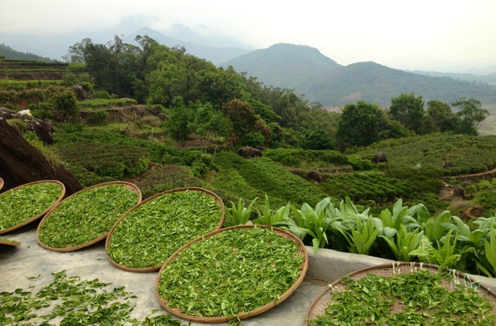 带您全方位了解凤凰单丛茶