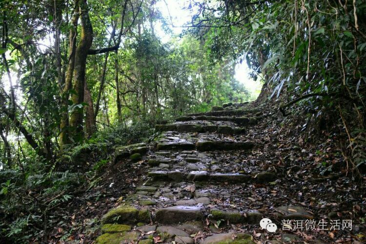 崎岖鸟道锁雄边一路青云直上天宁洱茶庵鸟道的前世今生