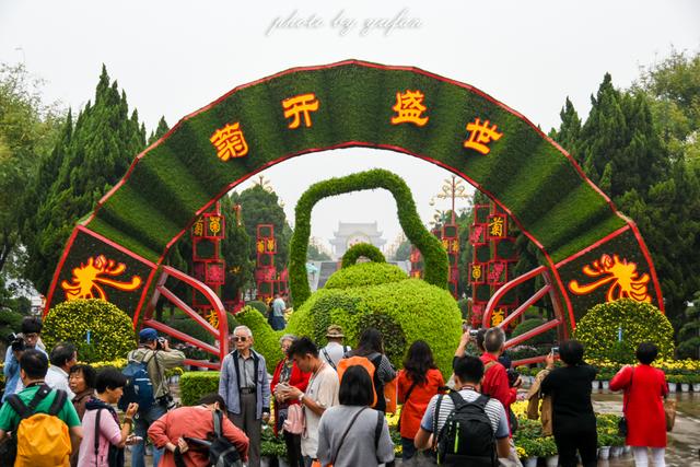 开封是菊城,每年秋季的菊花文化节还是国家级的文化盛会