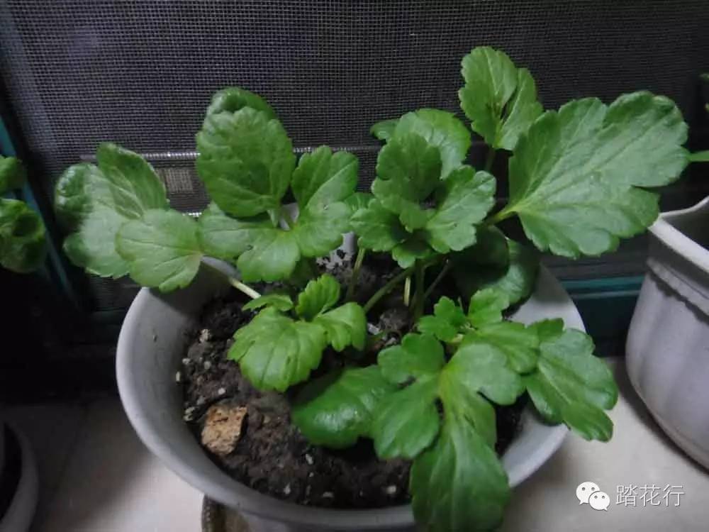 看我学种花毛茛