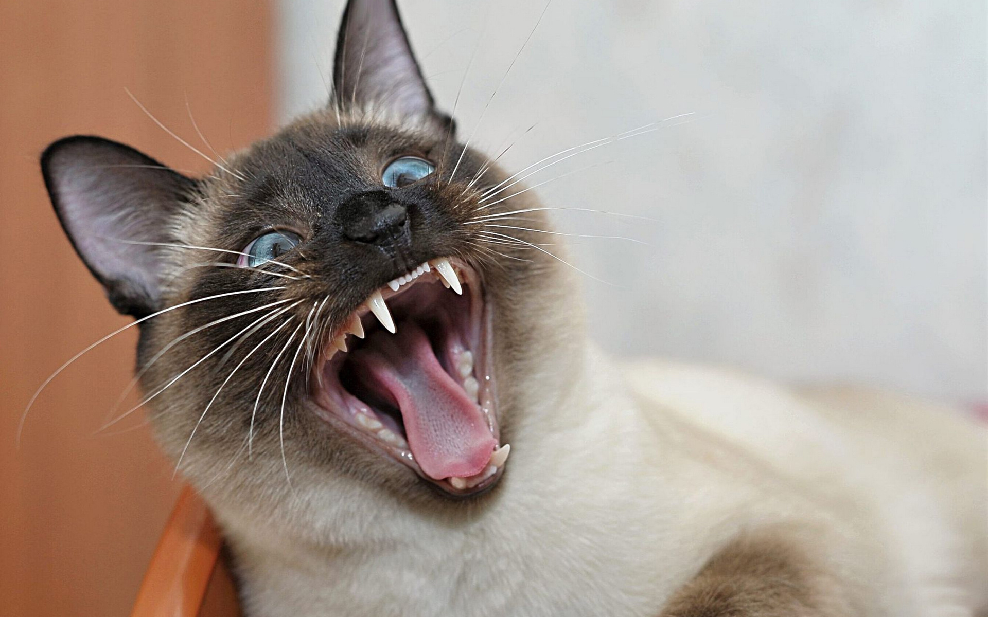 暹罗猫口腔炎有什么症状?怎么治疗暹罗猫口腔