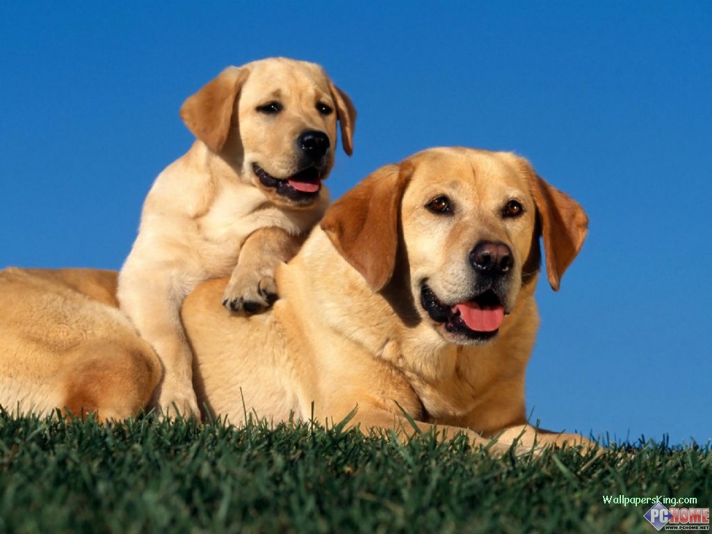 狗狗什么时候来生理期？如何区分狗狗生理期和尿血？ - 知乎