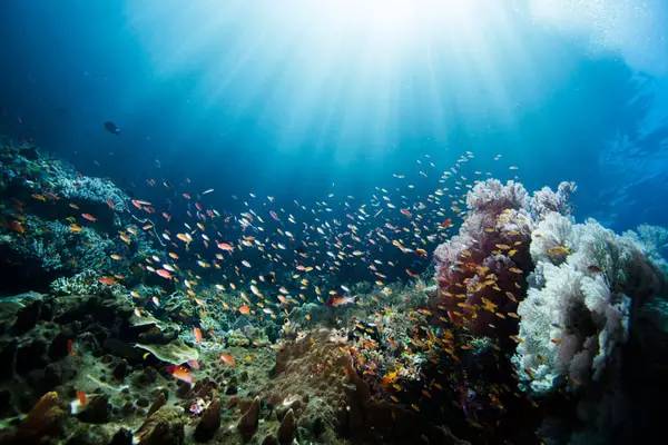 美娜多,拥抱世界第一潜水圣地的瑰丽海底世界