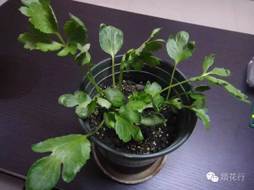 看我学种花毛茛