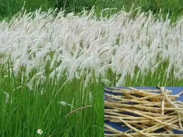 茅草根即白茅根,又名甜草根,茅根草等,客家话"丝苗根",中医认为茅根有