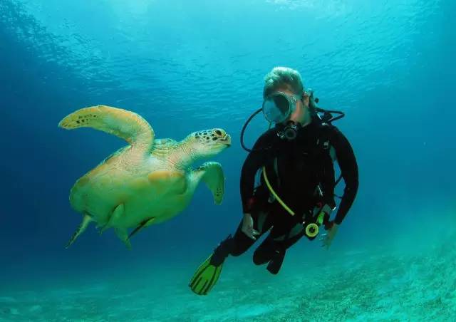 美娜多,拥抱世界第一潜水圣地的瑰丽海底世界