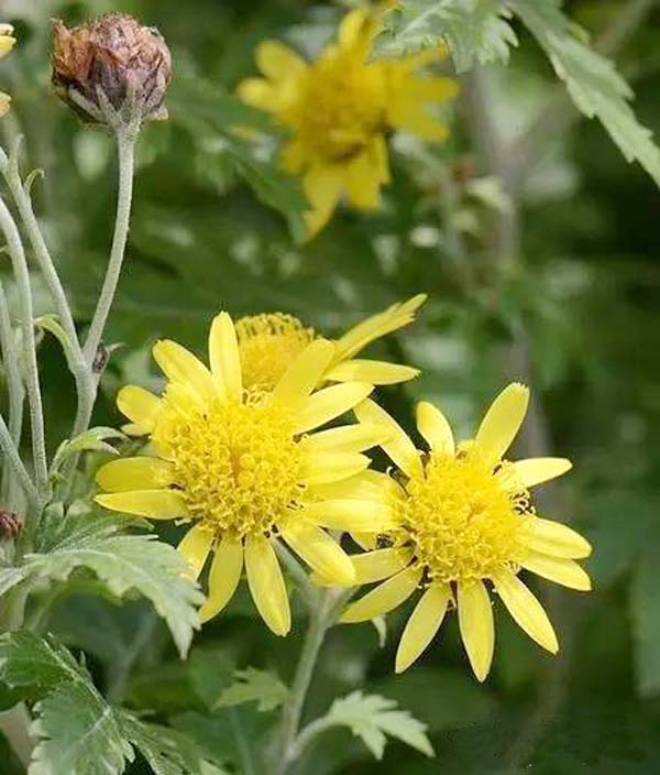 通常将花径小于6cm的菊花称为小菊,依用途又主要分为地被菊,花坛菊和