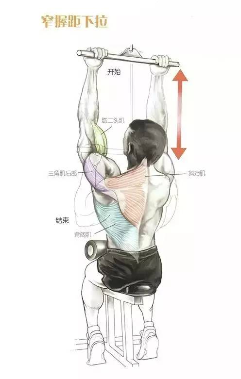 背阔肌背部力量肌肉训练动作及图解