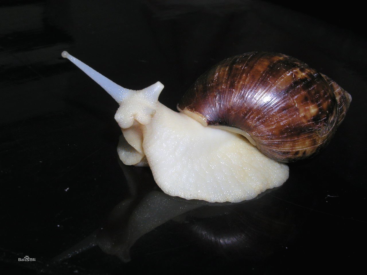 你知道如何饲养白玉蜗牛吗?