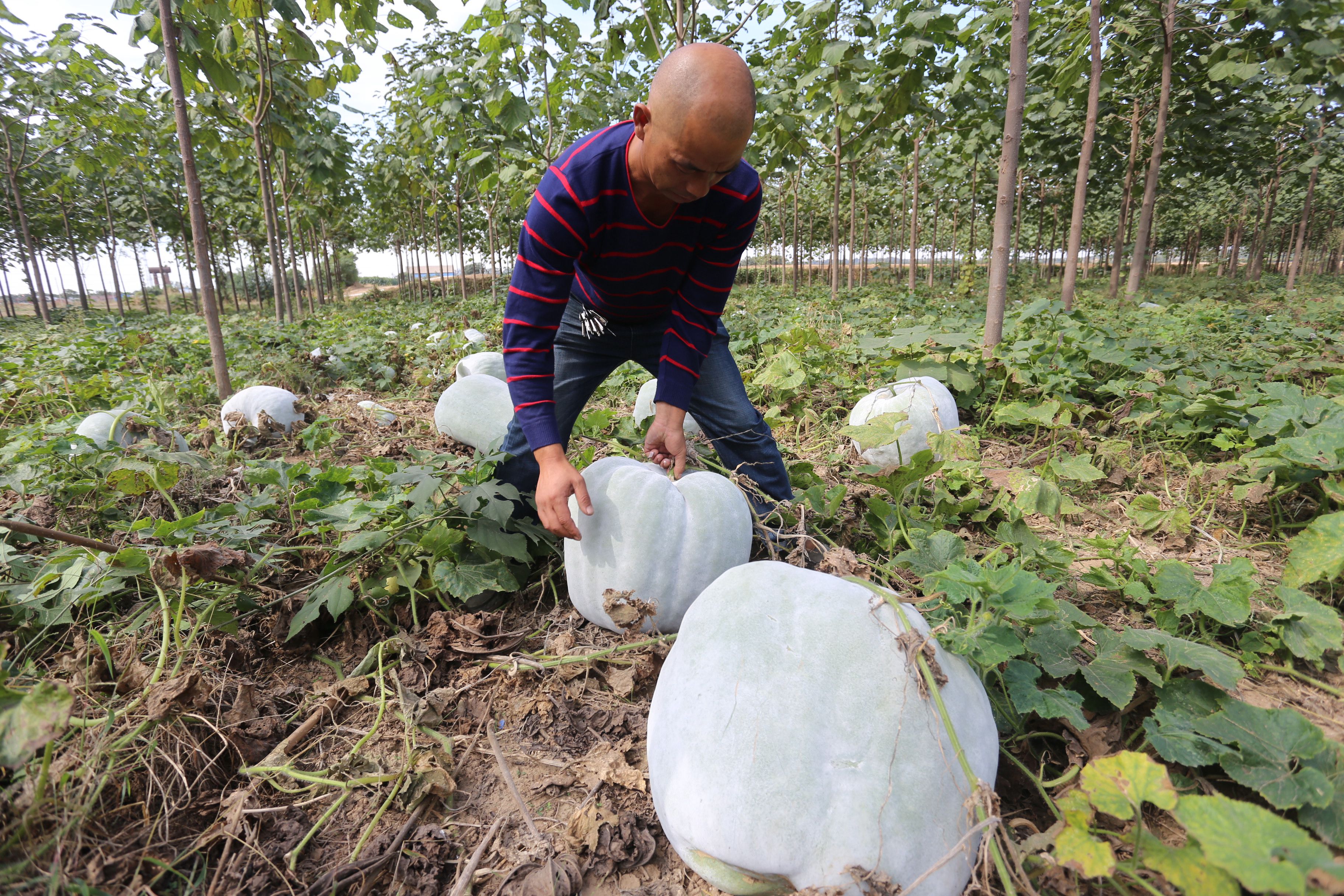 农场主孙先生今年种植了50亩冬瓜,眼下,冬瓜都已经成熟迎来了大丰收