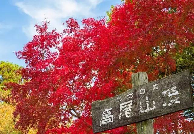 全日本十大红叶景点出炉,美到心动不已!