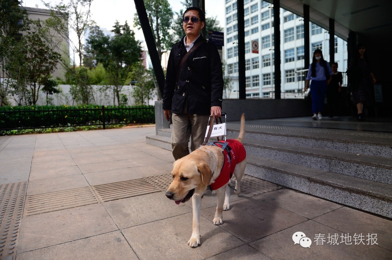 云南第一只导盲犬首次坐地铁,原来它是这样的胖虎!