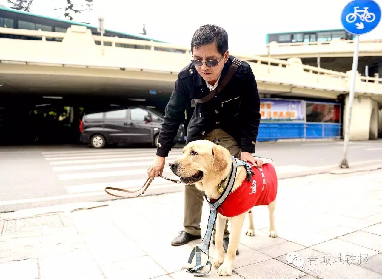 视障乘客带导盲犬出行,需出示《视力残疾人证,同时出示导盲犬的工作