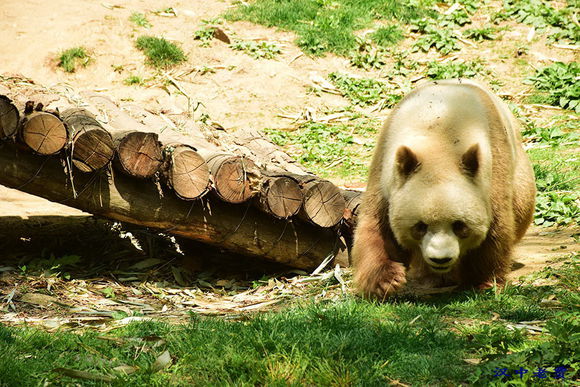 全球唯一棕色大熊猫,体重竟达100多公斤!