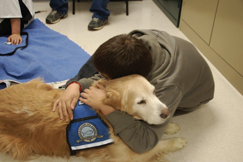 這就是狗狗之所以能作為安慰犬的原因 生活 第3張