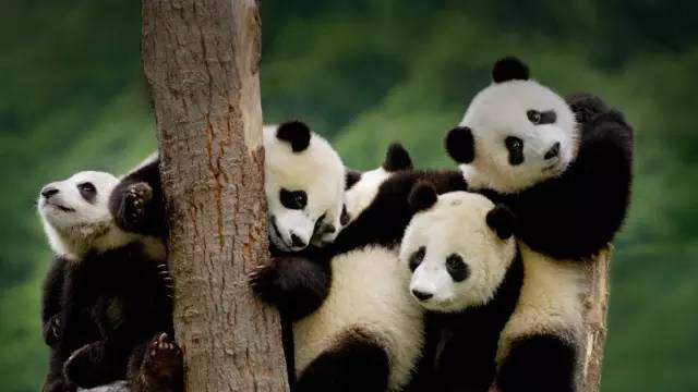 全球现存唯一棕色大熊猫就在陕西佛坪,每天要