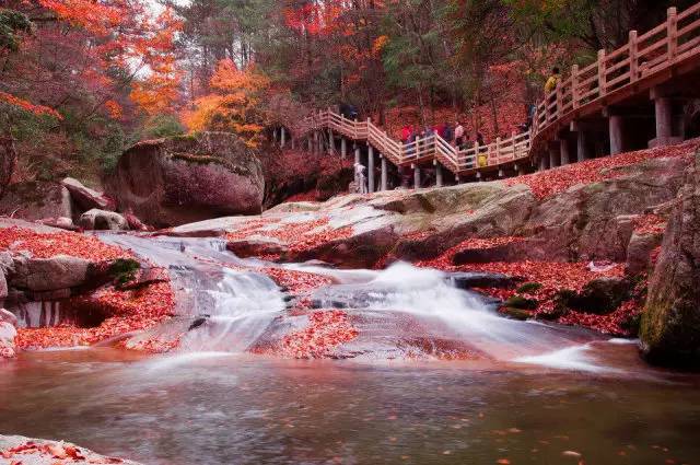 光雾山是国家aaaa级旅游区,峰峦迭嶂,山泉密布,云蒸雾绕,是中国红叶第