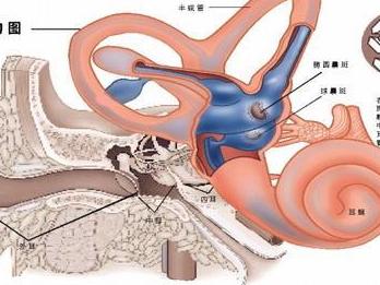 内耳耳石与眩晕与眼震