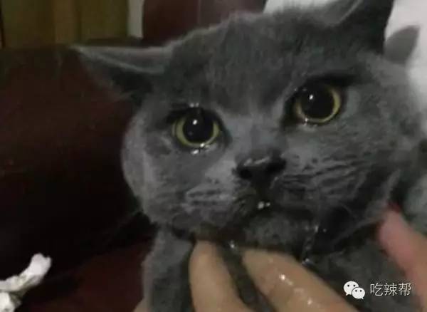 四川的猫娃娃爱吃辣,非要去吃小米辣的蘸料…