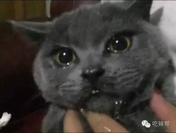 四川的猫娃娃爱吃辣,非要去吃小米辣的蘸料…