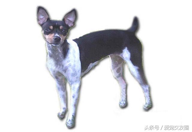 捕鼠梗犬