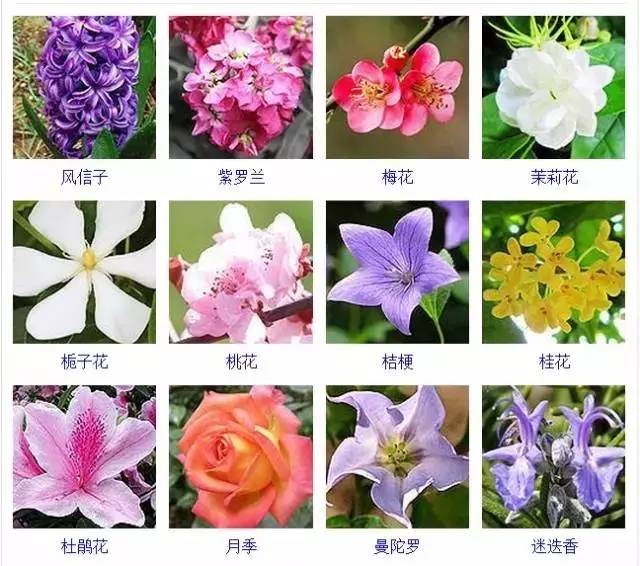 【景观材料】400多种常见观花植物,看看你认识多少
