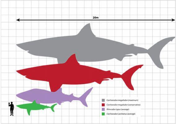 巨齿鲨与大白鲨体型对比图(灰,红:巨齿鲨;紫:鲸鲨;绿:大白鲨;黑
