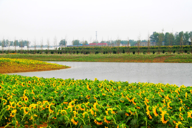 去阜阳沾花惹草