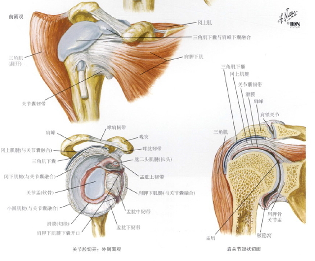 图 1a 肩关节解剖图(摘自奈特-人体解剖学图谱)肩关节脱位是最常见的