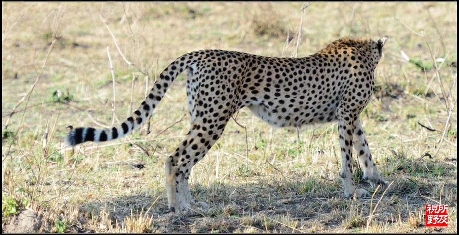 【S视野】非洲豹 猛兽的温柔懂不懂