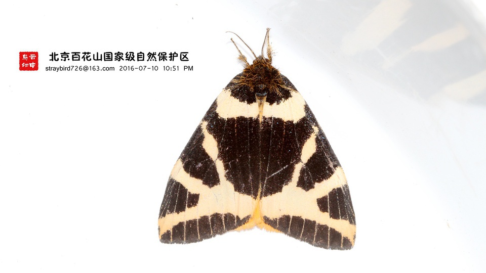 numenes disparilis 黄斜带毒蛾