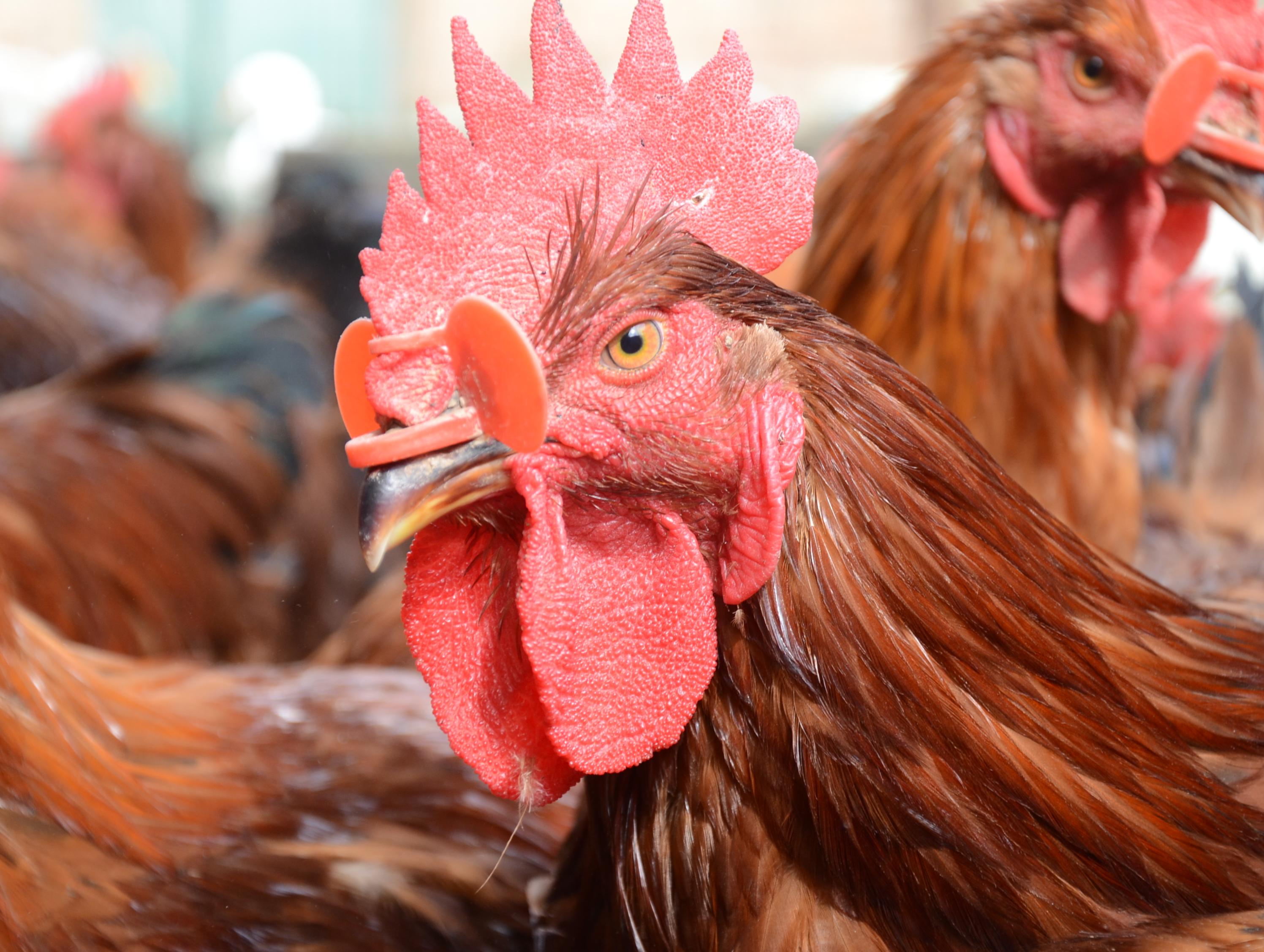 农家五谷杂粮散养公鸡，健康吃着才放心!