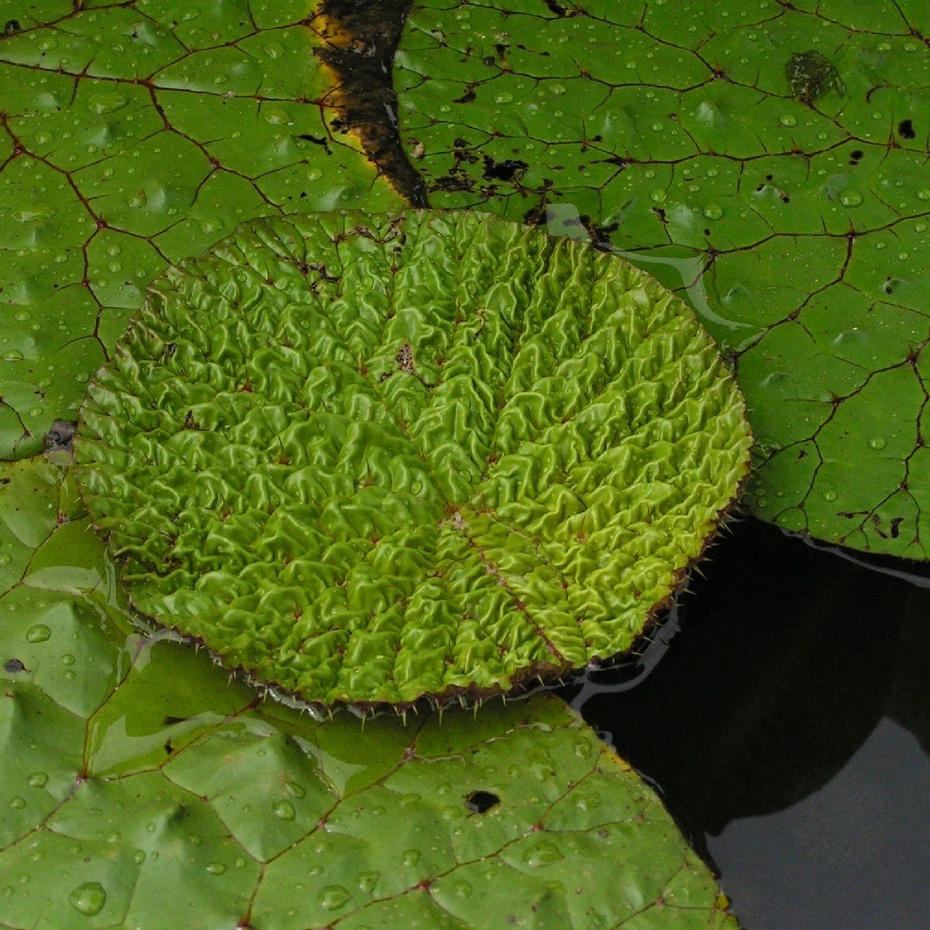 芡实植物