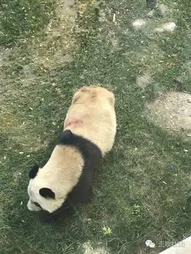 曝兰州熊猫被虐待?动物园公告称系被竹子刺伤 网友：照顾好我的国宝