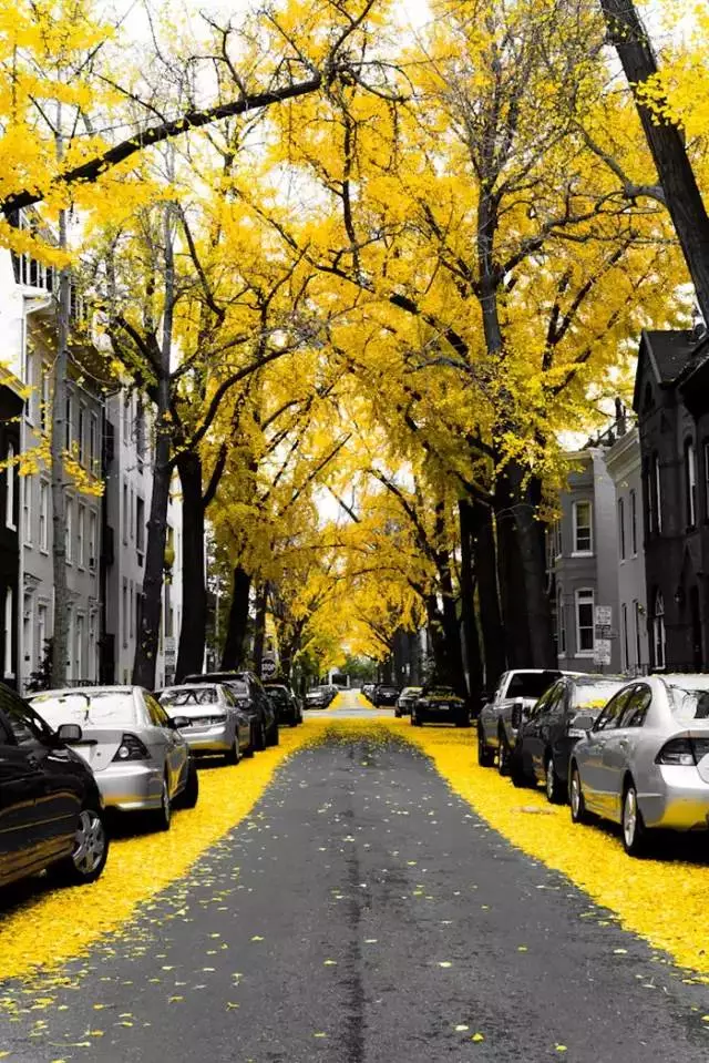 世界上最美的23条街道，弱弱的问一句：还招扫大街