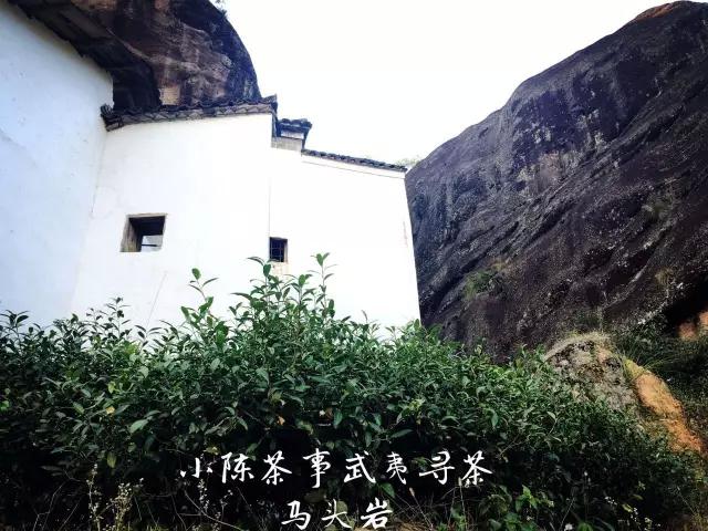 揭秘武夷岩茶的神秘山场—马头岩