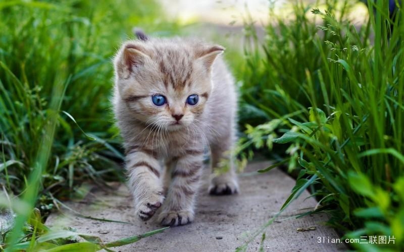 宠物猫不能吃什么? 宠物猫不能吃的东西有哪些