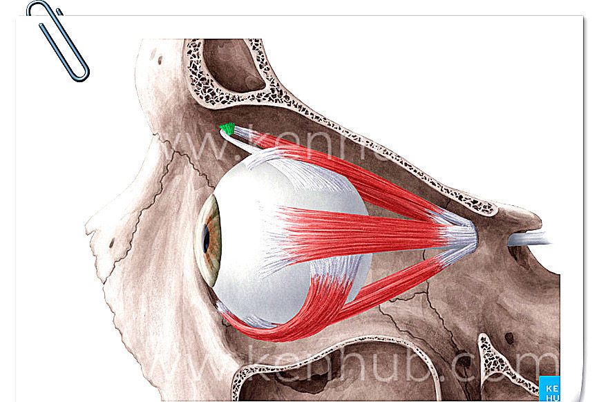 眼外肌高清精美解剖图