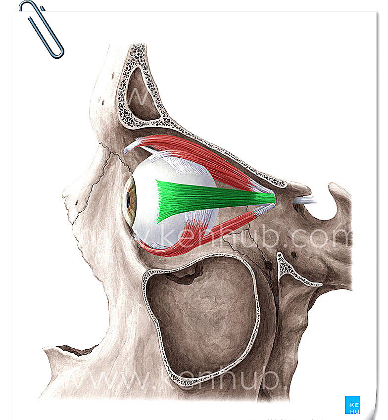 眼外肌高清精美解剖图