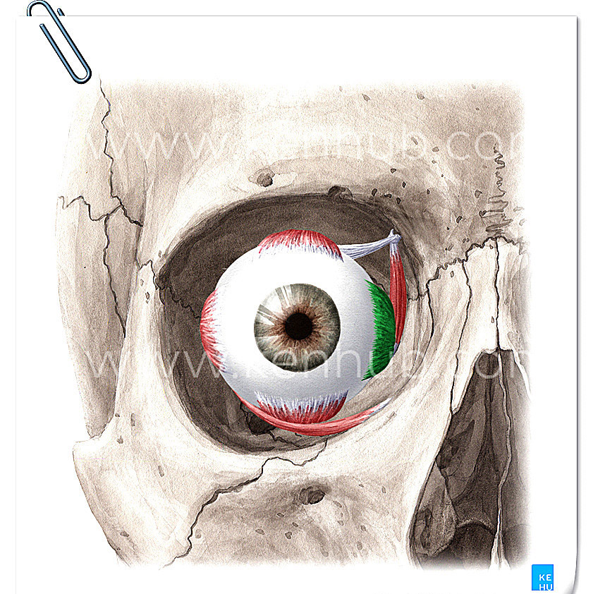 眼外肌高清精美解剖图