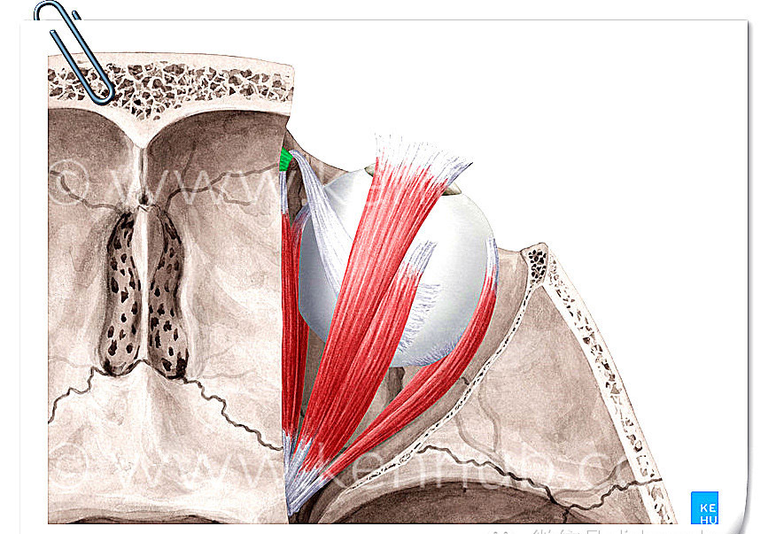 眼外肌高清精美解剖图
