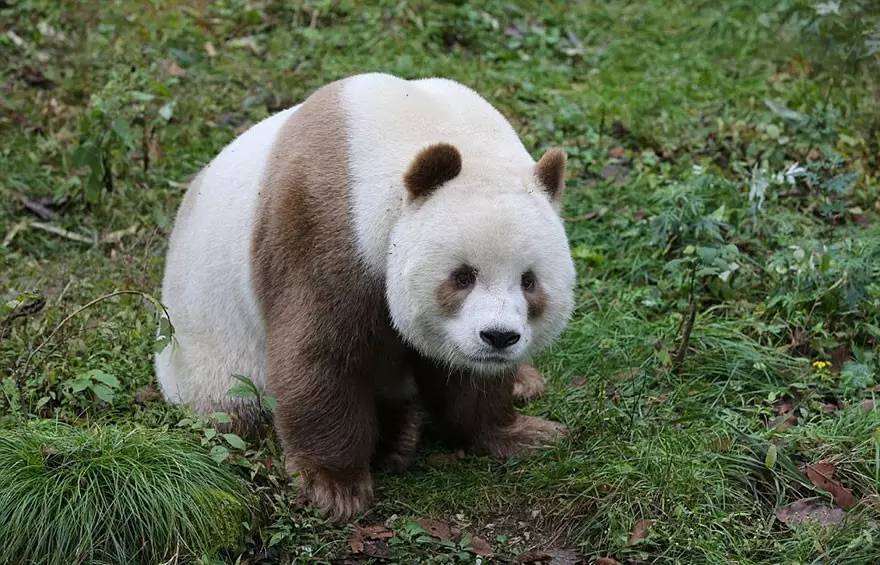 刚刚两个月大,既虚弱又娇小;现在,作为全世界唯一一只棕色大熊猫,七仔