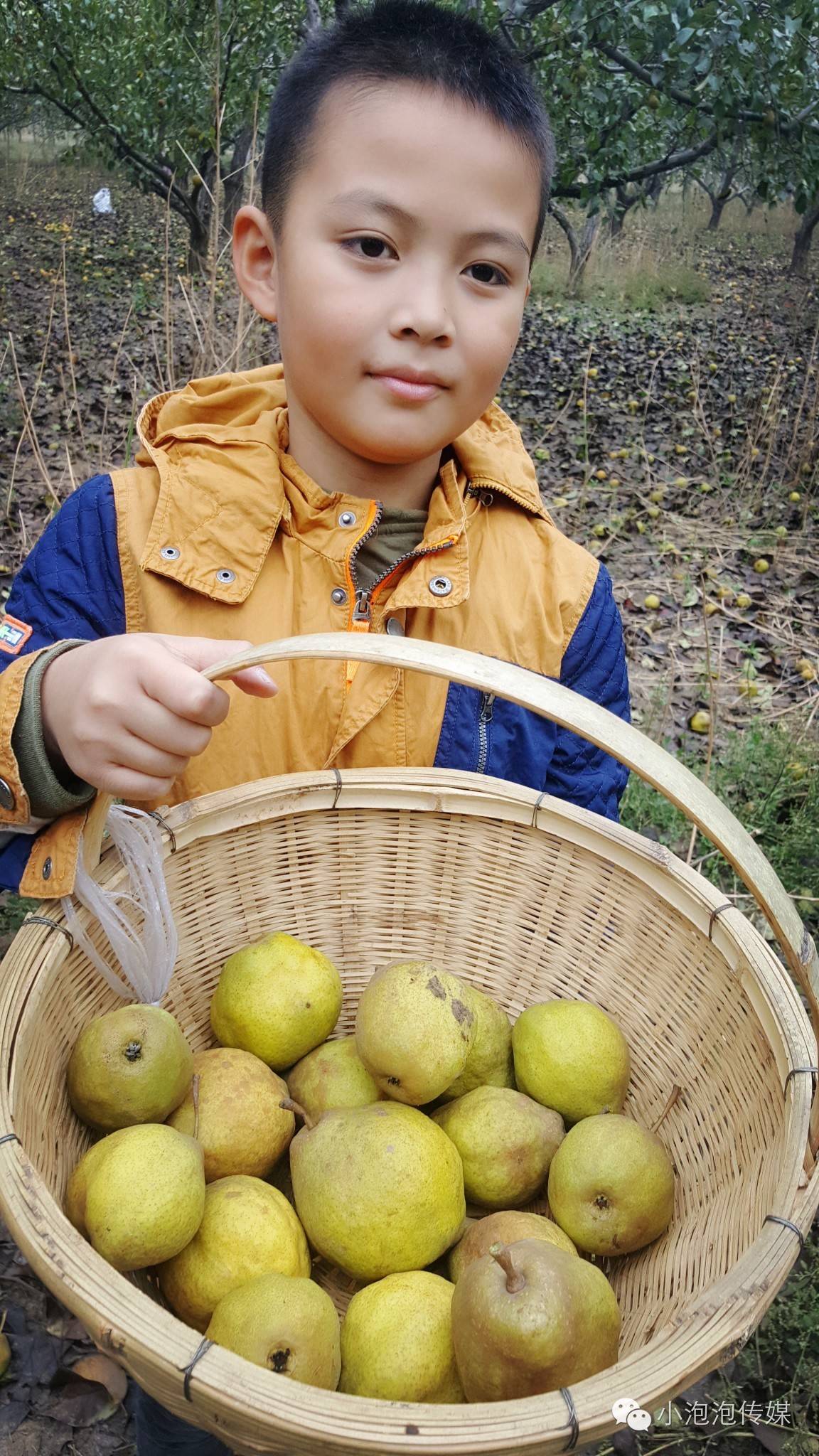 感知秋天,左奕村免费采摘梨子快乐多!