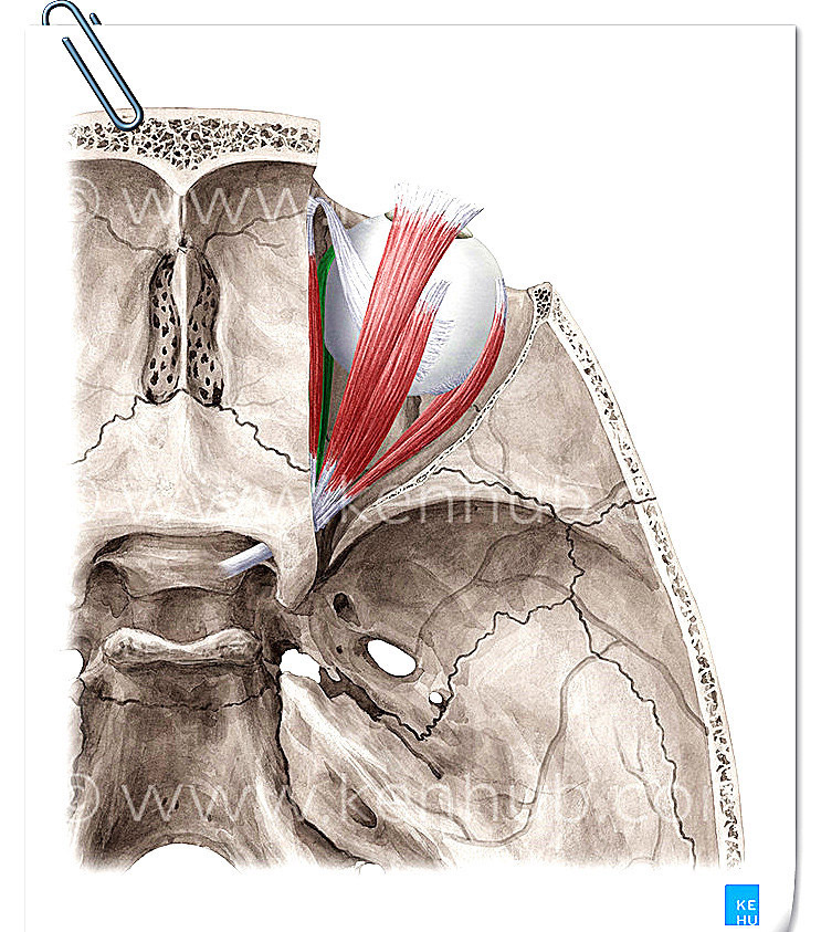 眼外肌高清精美解剖图