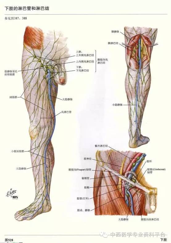 这个下肢解剖图谱简直完美