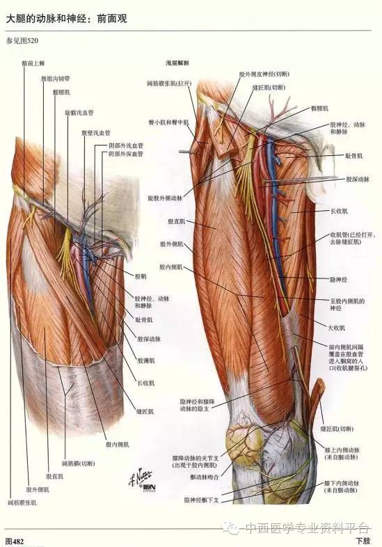 这个下肢解剖图谱,简直完美!
