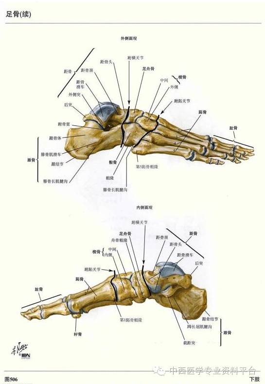 这个下肢解剖图谱简直完美