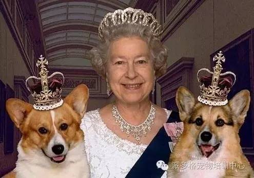 最有名的就是英国国王亨利二世,以及英国女王伊丽莎白,所以柯基犬可以